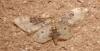 Idaea filicata
